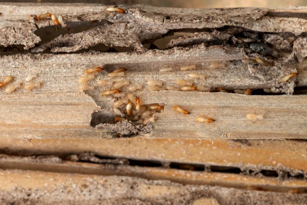 Best Bed Bug Extermination  in Union Springs, NY